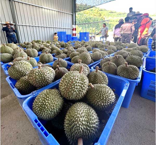 彭亨皇家榴梿集团过去的榴梿产量都在本地销售。