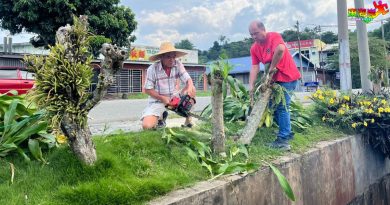 金马苏黄暄1路与2路  除草砍树改善路口视野