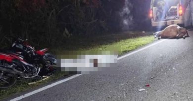 深夜撞路中的牛 骑士头重伤 当场身亡