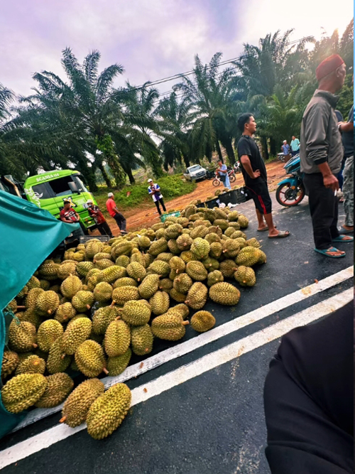 榴梿果实饱满，有网友说有点类似金枕头品种。