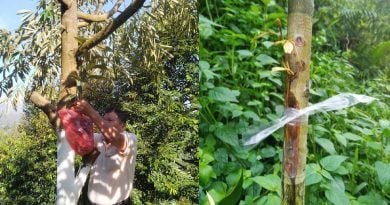 加速收成期‧一跃变名种 榴梿接枝 需求量大增