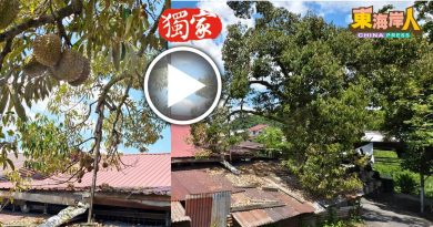 独家丨老榴梿树 长屋顶上  花香果香弥漫新村