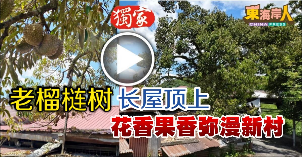 独家丨老榴梿树 长屋顶上  花香果香弥漫新村