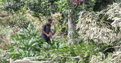 逾3000棵非法种植榴梿树 包括猫山王 遭执法单位连根拔起