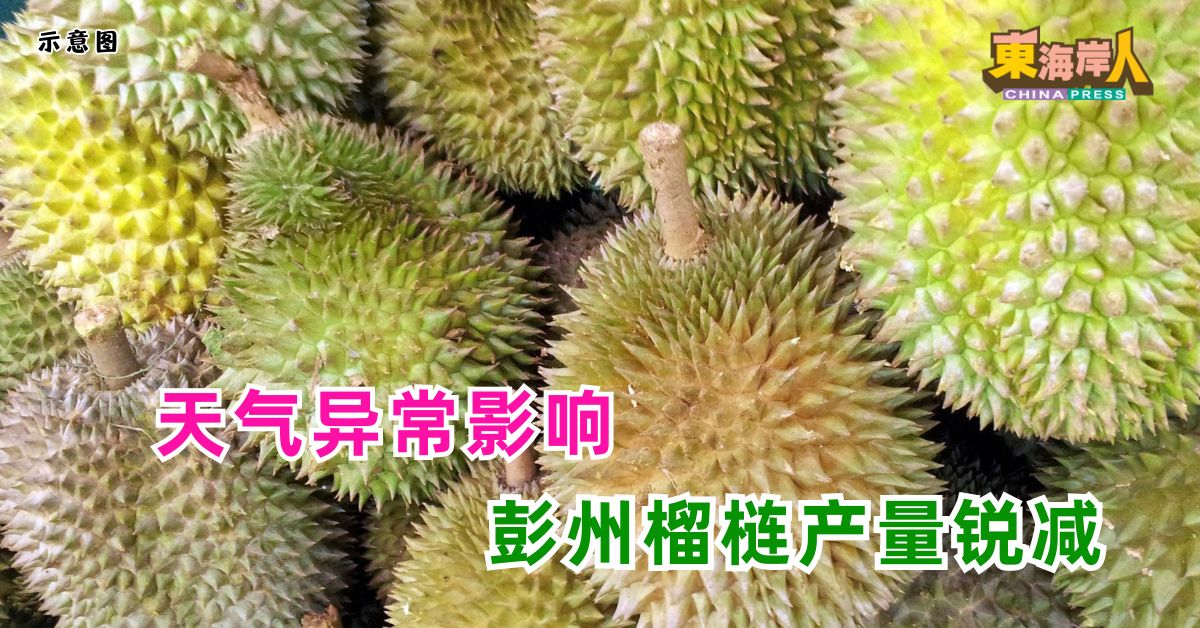 天气异常影响  彭州榴梿产量锐减