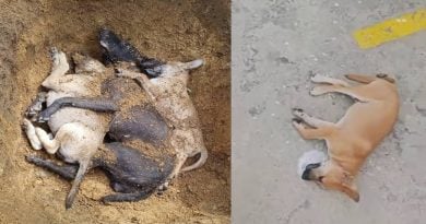 遭投食後口吐白沫    毒死3狗，誰做的？