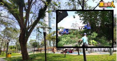 今日东海岸 | 树倒意外频发    民众多加留意 通知当局