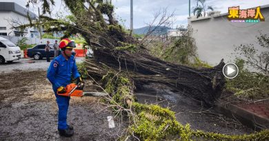 视频 | 大树倒塌压在轿车上   所幸无人受伤