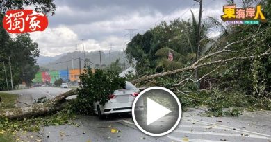 独家丨暴风雨袭文冬    树倒压车乘客受伤