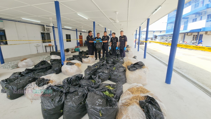 “快递”专车跨州运违禁品，关丹警方起获逾500公斤新鲜葛冬叶。