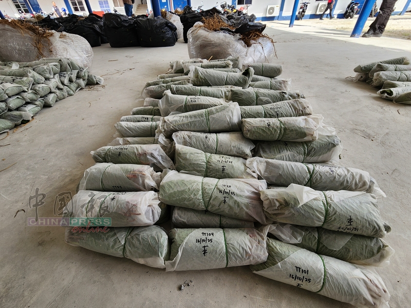 葛冬叶“供应商”体贴地将新鲜葛献叶分成每个50克包装，方便客户货到即可零售。