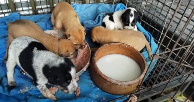 打包5幼犬扔进将搬庇护所     中年骑士举止令人义愤