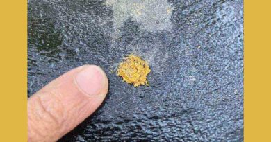 丹州拟允传统淘金 带动淘金盘热销