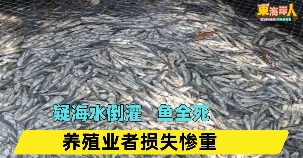疑海水倒灌   鱼全死   养殖业者损失惨重
