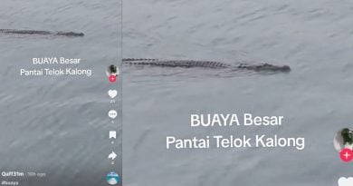 直落加隆港口现踪鳄鱼　渔民工人忧心安全